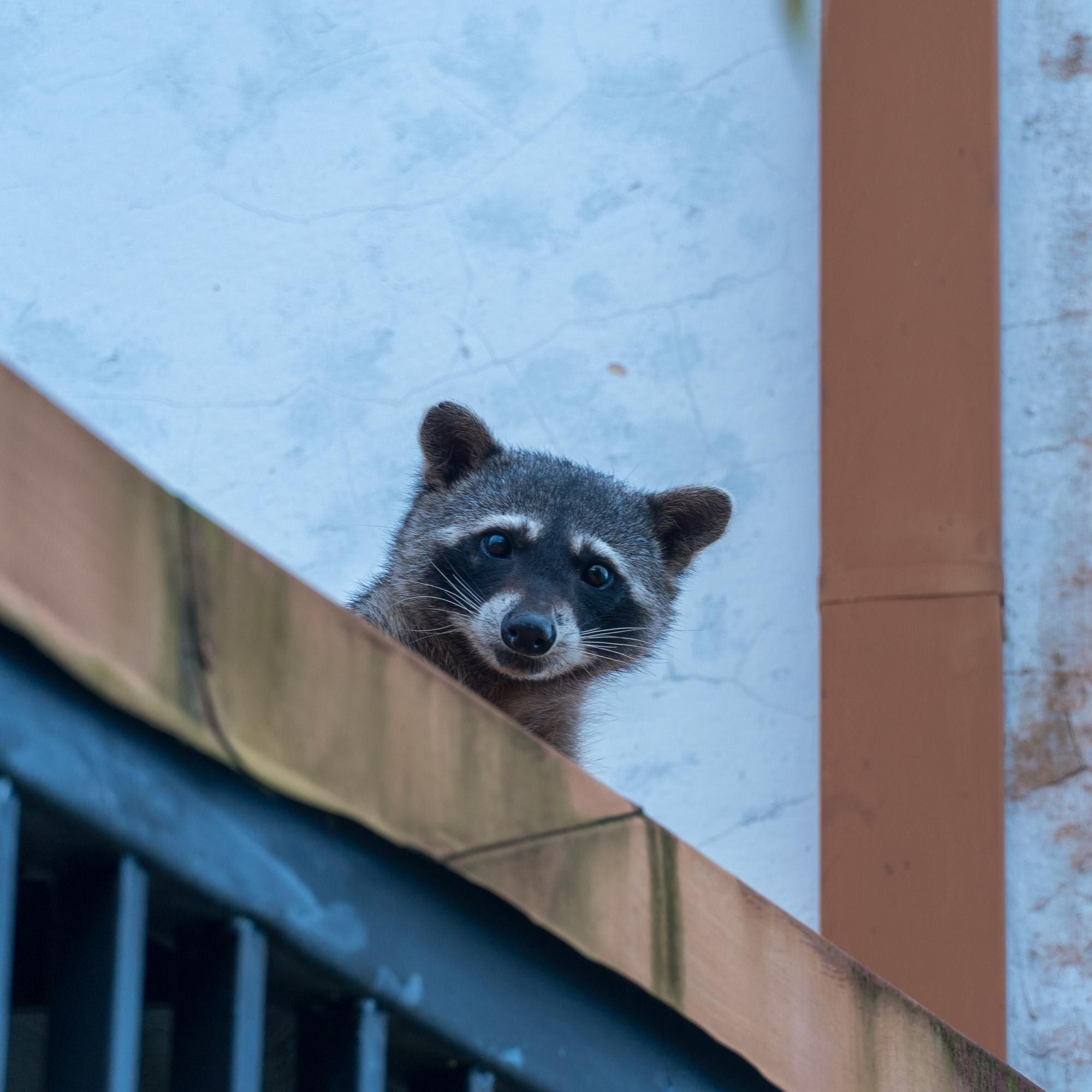 Animal & Critter Removal